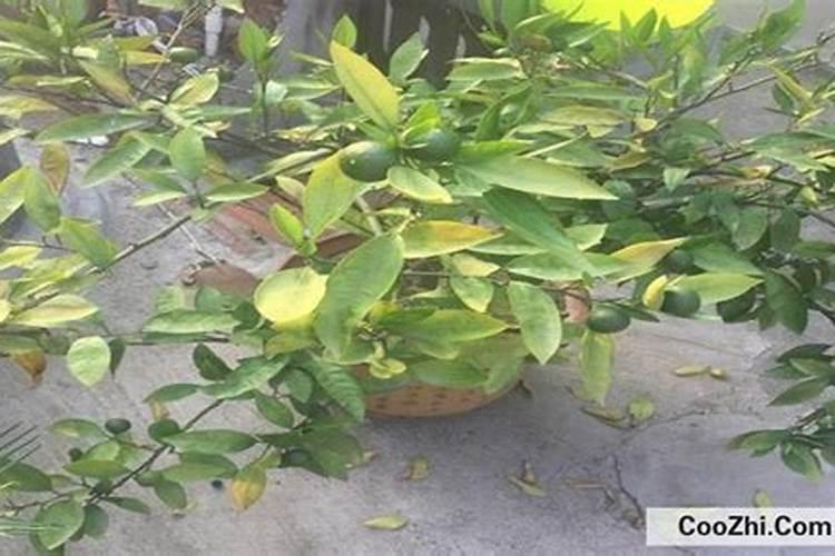 速生杨树用什么肥料长得快