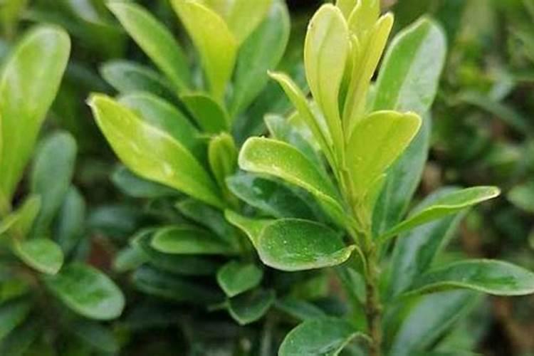 油菜叶面肥什么时间施最好花卉百科