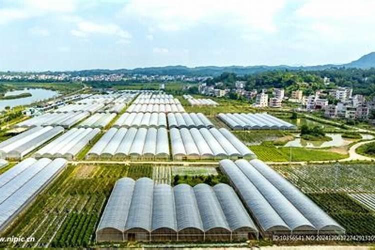 如何进行大棚土壤施肥