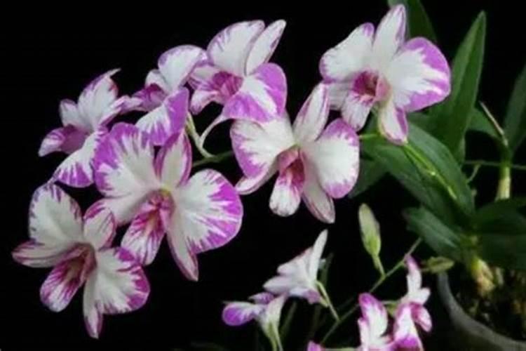 什么肥促进花芽分化;什么肥料能让根系快速生长