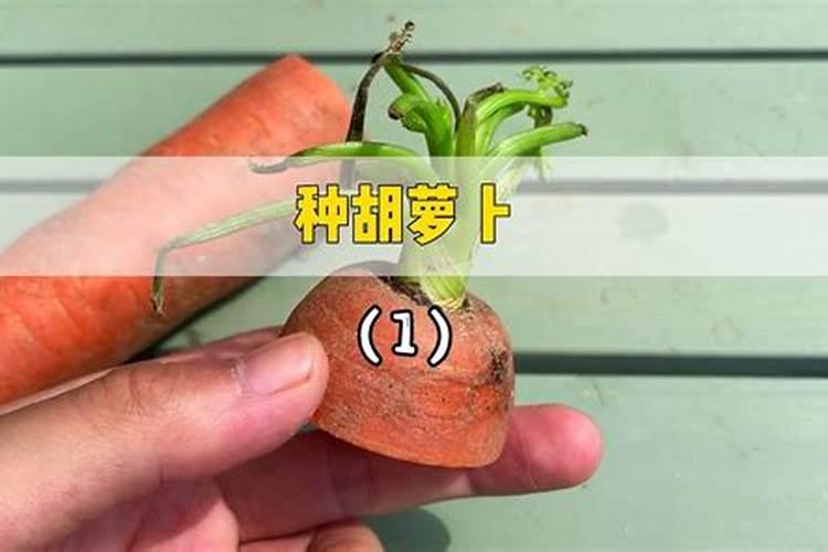 黄瓜对肥料有哪些需求？