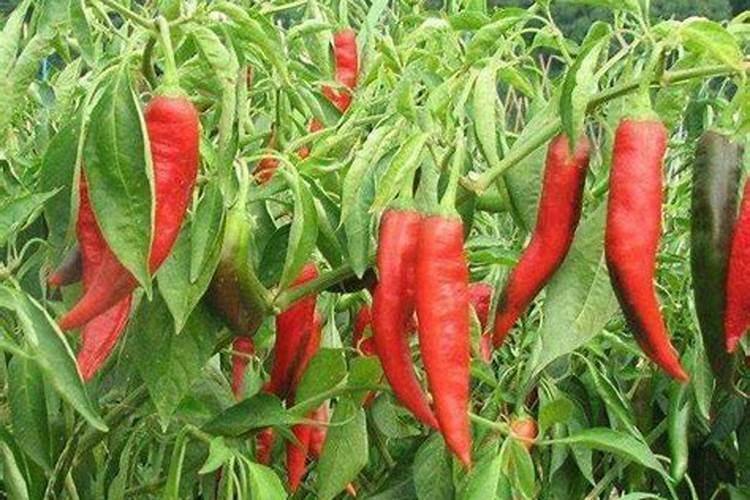 炒熟的花生怎么做花肥
