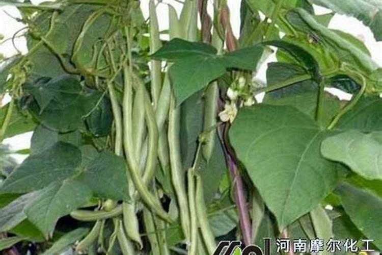 四季豆叶子打焉了是怎么回事 四季豆叶子打焉了怎么解决