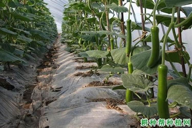 瓠子瓜突然萎缩变黄或者黑色烂掉,这是什么病？