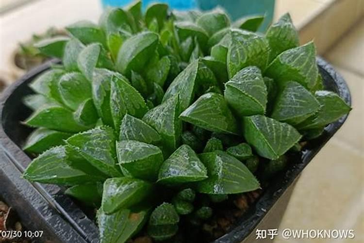亲们怎样把多肉叶片养肥厚？有没有网友了解？