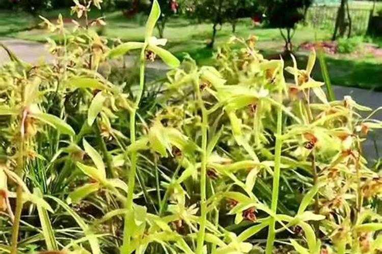 兰花花期过后怎样修剪