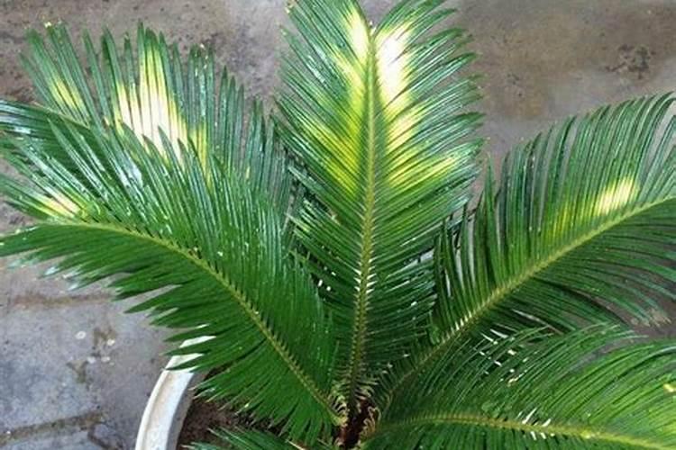 种植大白菜需要施肥几次？要如何正确的施肥？