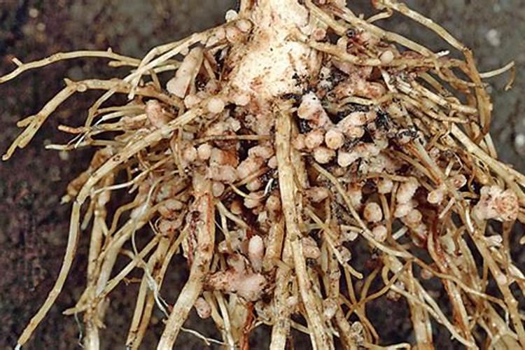 为什么豆类植物不需要施氮肥