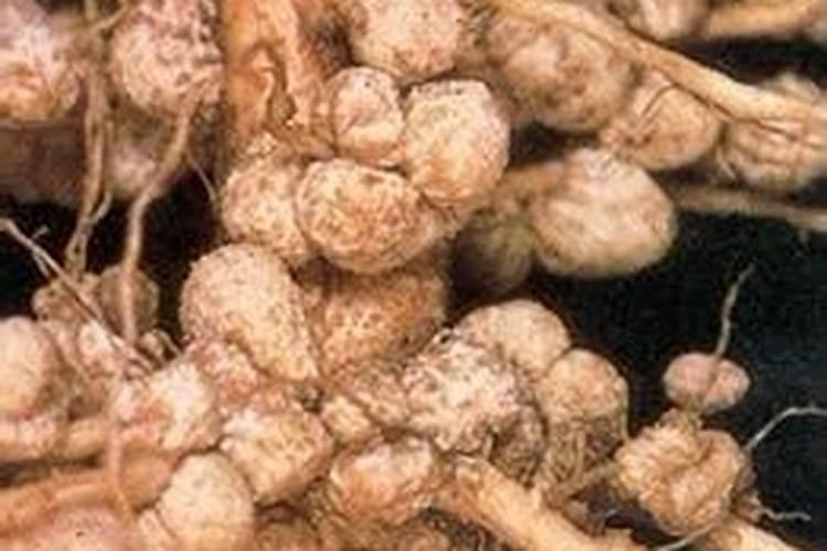 大豆是如何利用氮气制造氮肥的