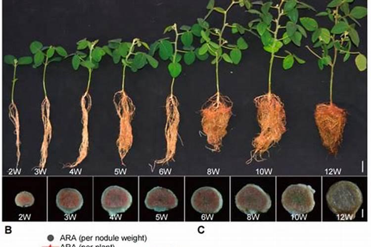 大豆是重要的养地作物吗