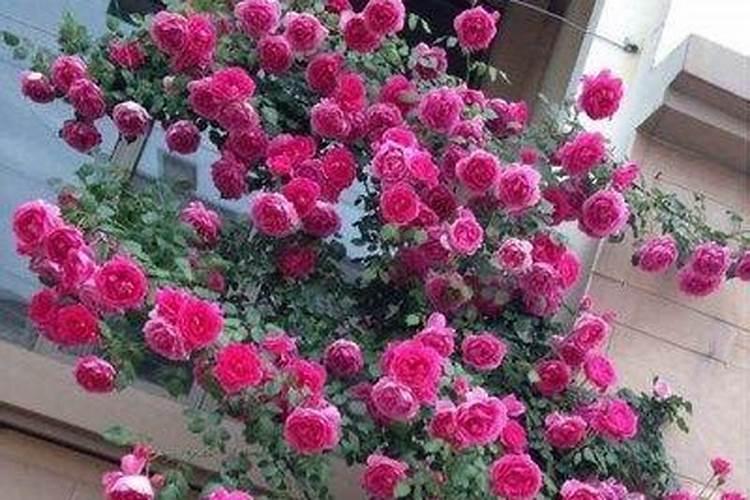爬墙月季花盆栽怎么种 爬墙月季花盆栽如何种