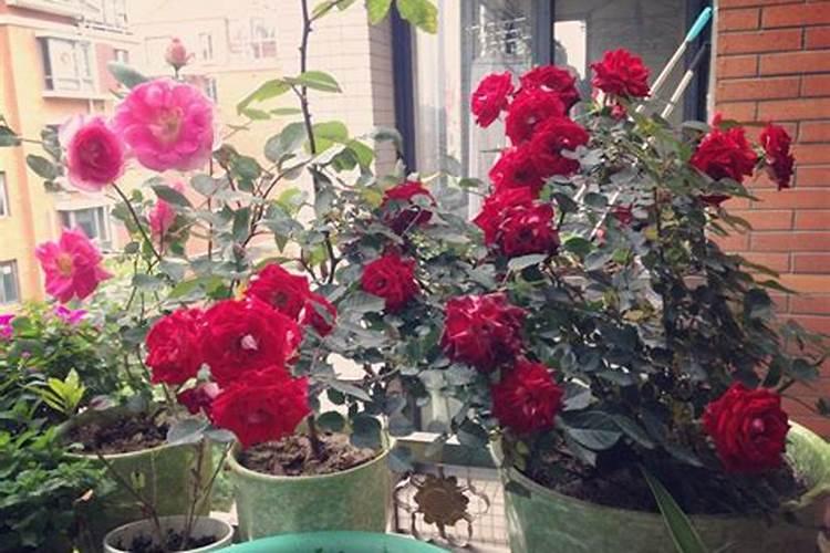 爬墙月季花种植方法