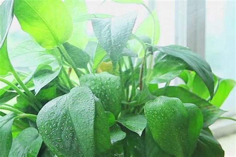 海藻肥国内那家品质量好？生物有机肥那家好？有机碳肥如何？