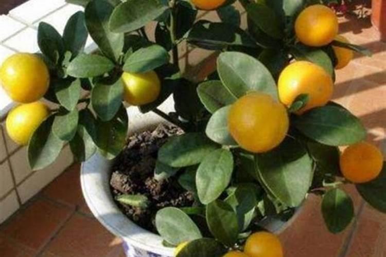 四川适合室内种植的名贵树木(2)