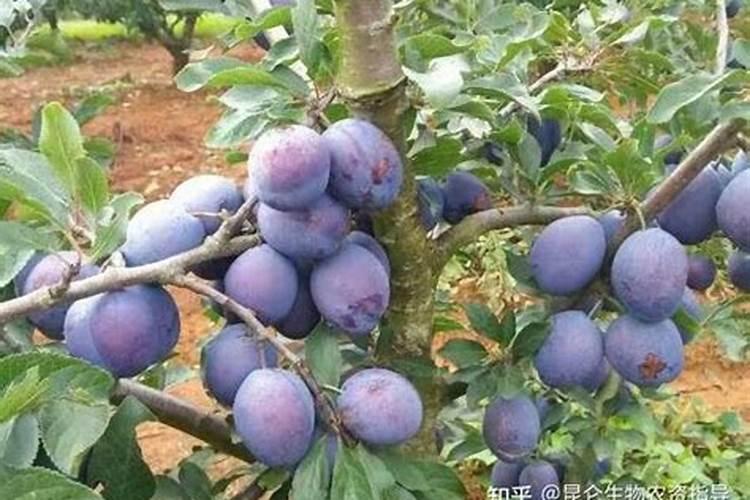 火龙果催花时间和方法