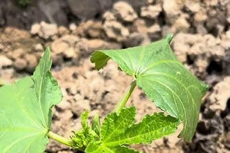 底肥怎样施才能达到最佳效果