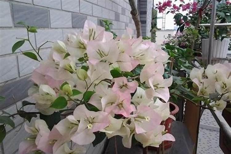 三角梅如何催花,,正确的施肥方法