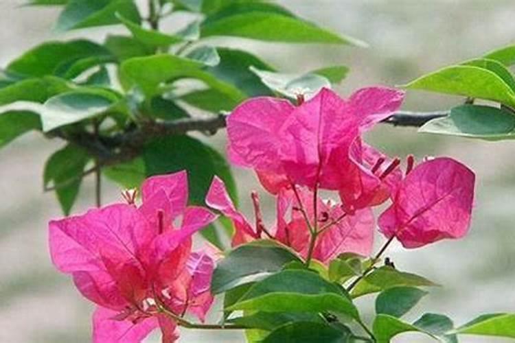 三角梅如何催花 正确的施肥方法