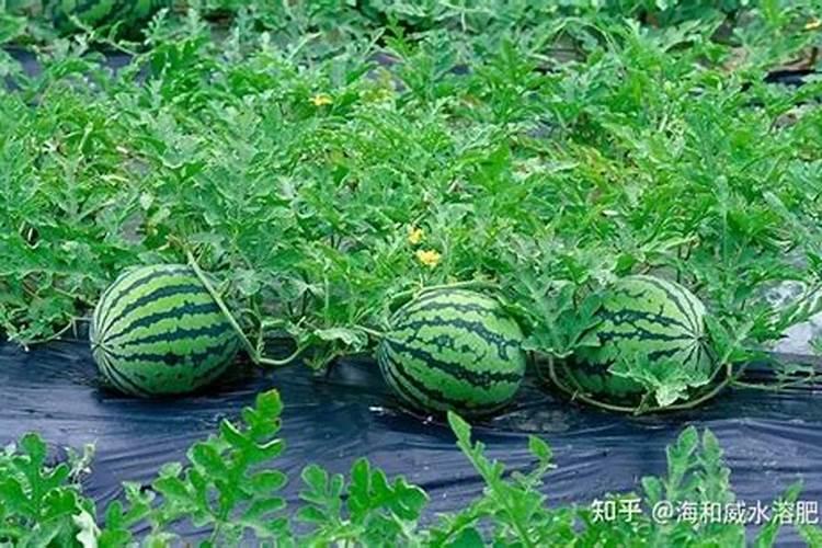盆栽金桔什么时候施肥