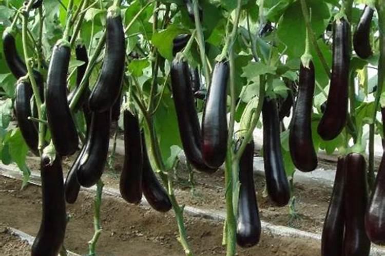 茄子缺素症防治方法