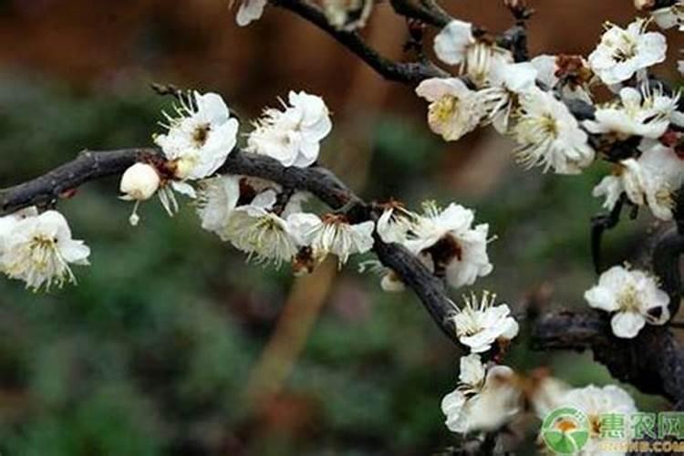 枣子和苹果谁最先成熟？