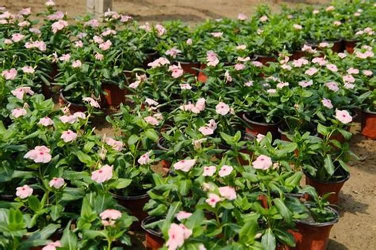 长春花怎么养护开花不断