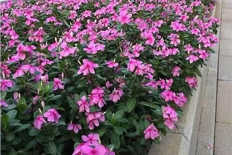 长春花的繁殖方法