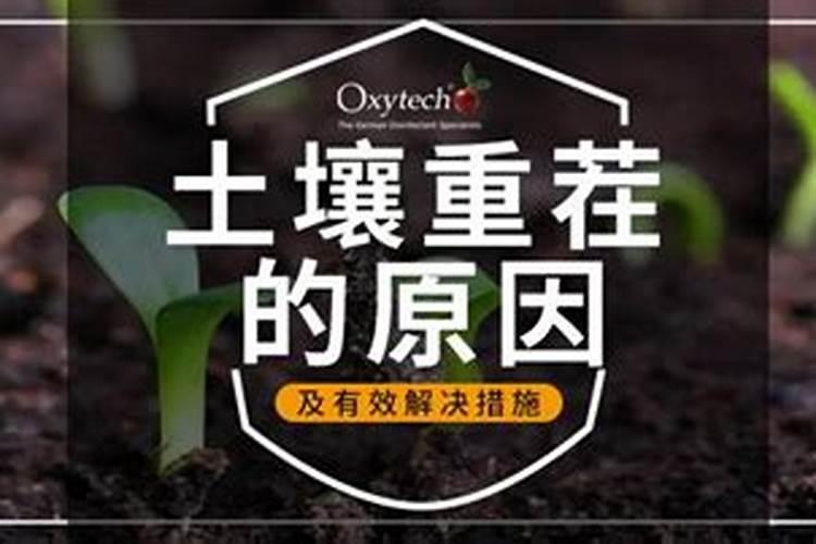 一棵树上多少复合肥？