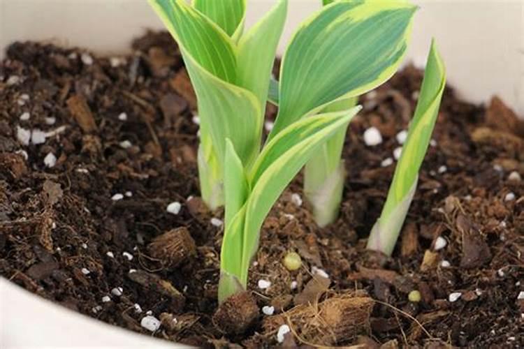种植水稻,插秧后几天下肥比较好呢？用什么肥好？