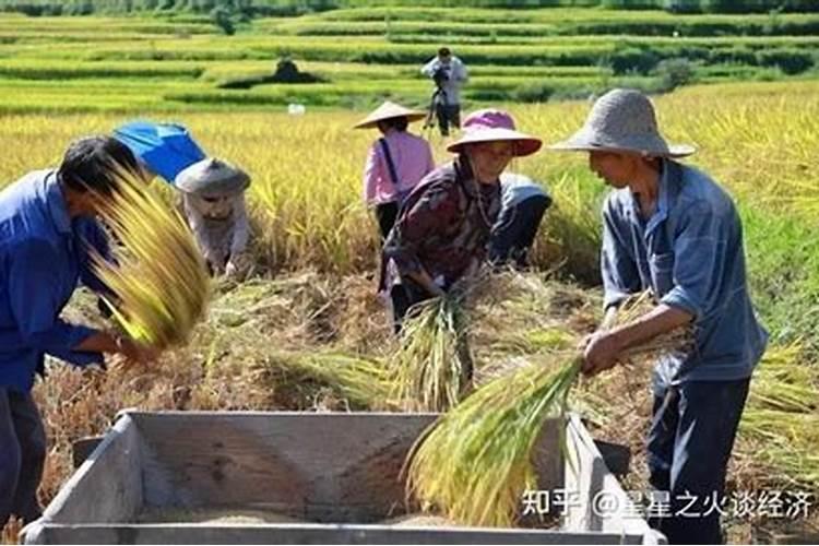 请问香瓜和工长茄子苗期冲施氮肥好还是磷肥好？