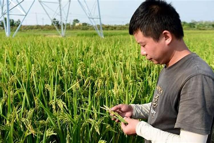 旱稻子种植方法 一起来了解一下