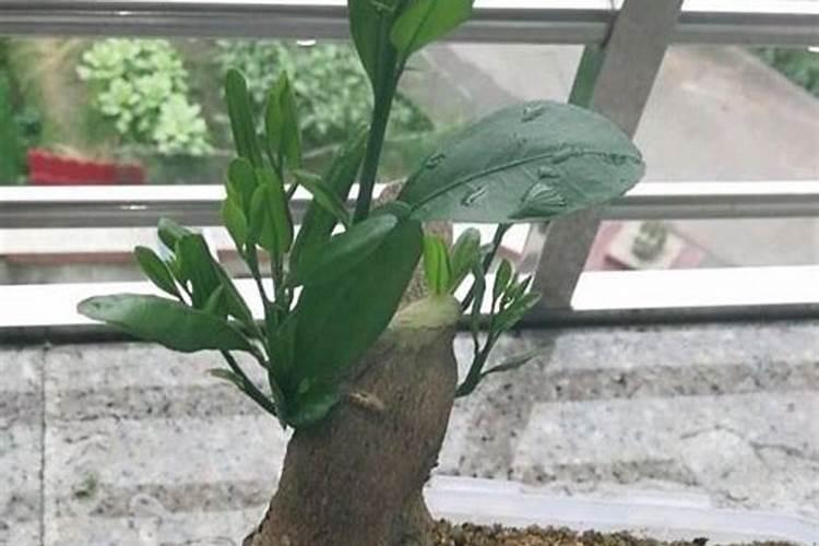 氮肥是什么肥料