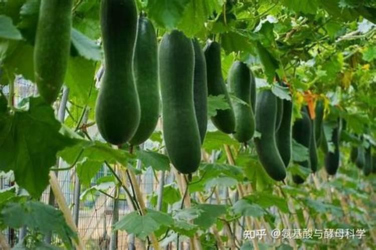 吃什么可以快速滋阴 牡蛎肉多数分布在什么地方