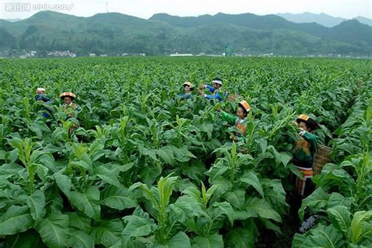 硼肥叶面喷施用量
