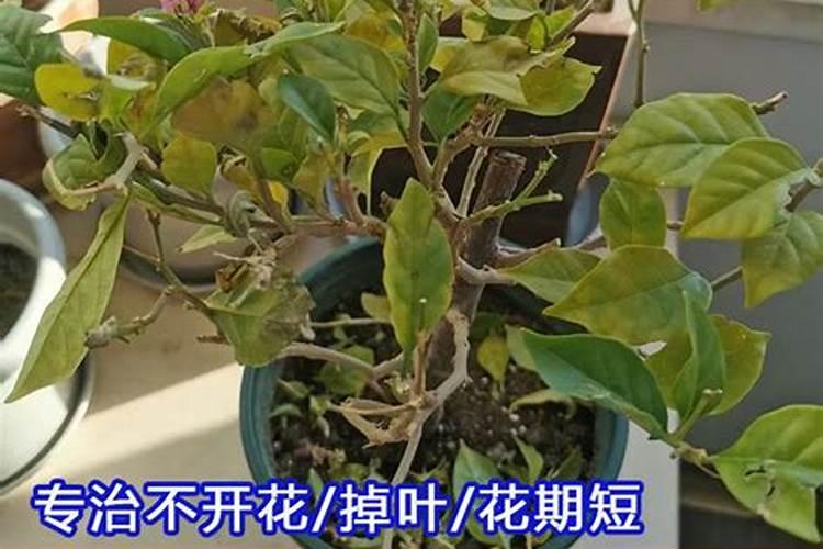黄晶果适合在哪里种植