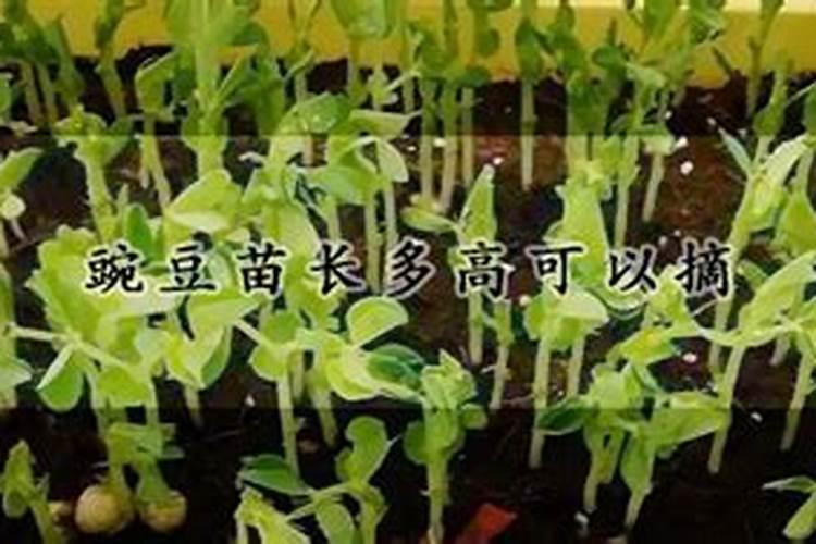 豌豆适合背阴处种植吗？