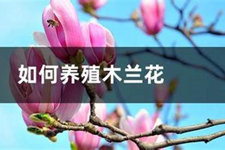 辣椒怎么浇水施肥