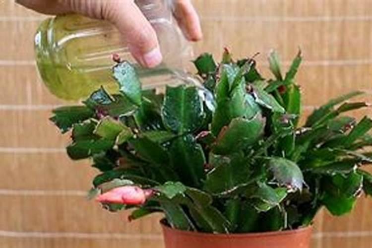 鲜花浇水方法