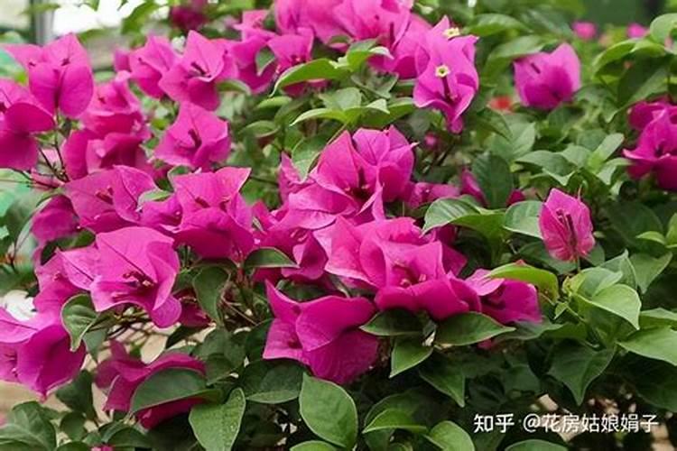 三角梅施什么肥花开满树