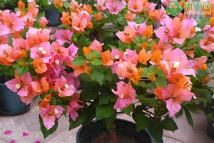三角梅用什么肥料开花多又好养活
