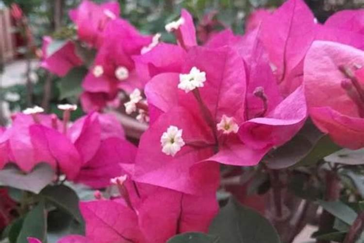施什么肥 三角梅开花期间怎么施肥