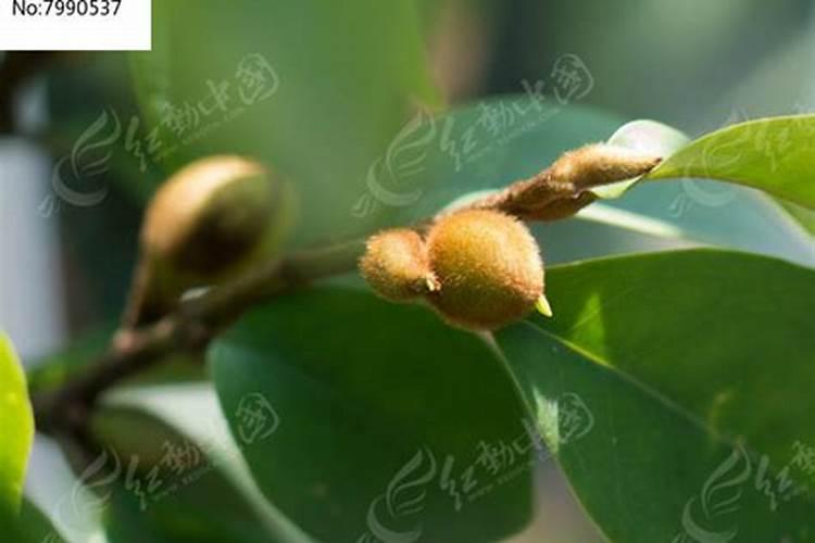 中华弧丽金龟防治方法