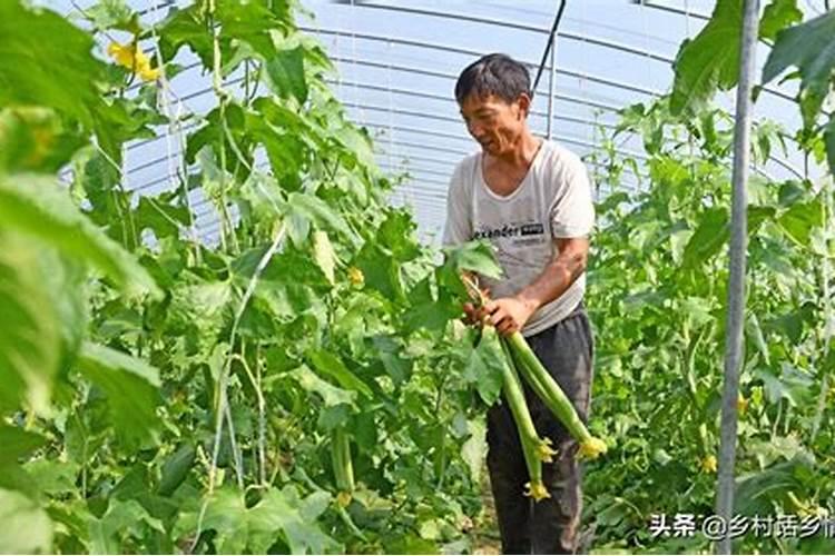 茄子黄瓜丝瓜怎么施肥