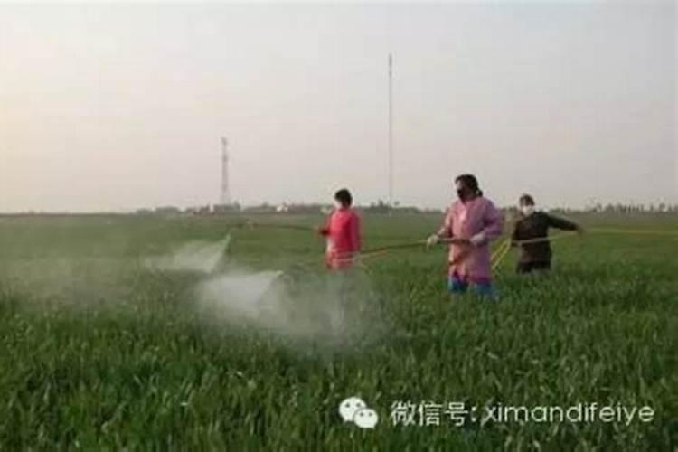 辣椒开花结果期用什么肥料