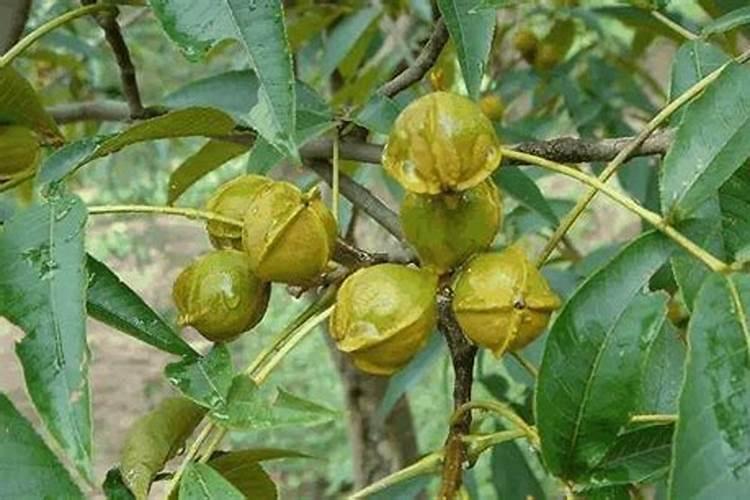 核桃壳在土里能腐烂吗 核桃壳弄碎可以拌在花土里吗多久能腐烂百度知...