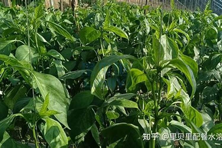 动完手术的人可以吃韭菜吗