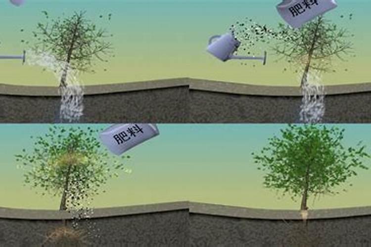 地栽桂花大树施什么肥料耐旱呢