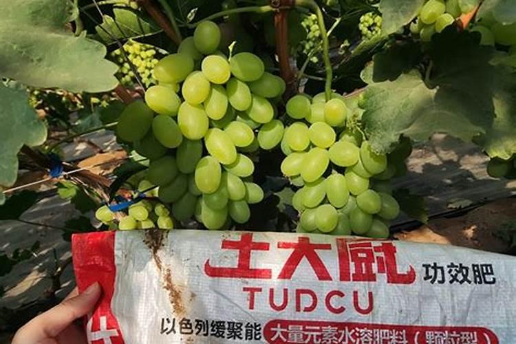 葡萄补硼的最佳时期