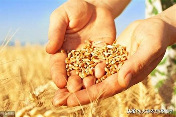 种小麦用什么肥料比较好