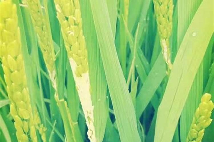 豆角结果期用什么肥料好